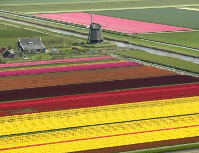 Bollenvelden bij Anna Paulowna