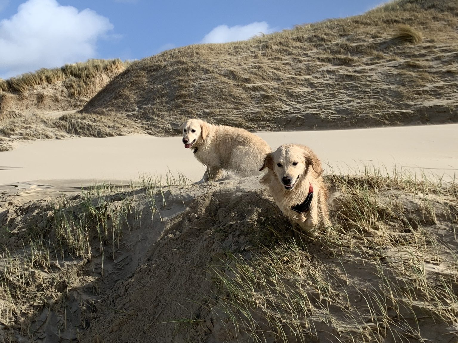 Erop Uit Met Je Hond